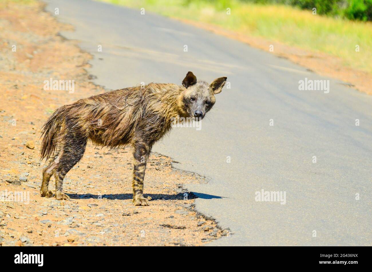 Una vecchia strada Brown Hyena che attraversa una riserva di caccia durante il safari Foto Stock