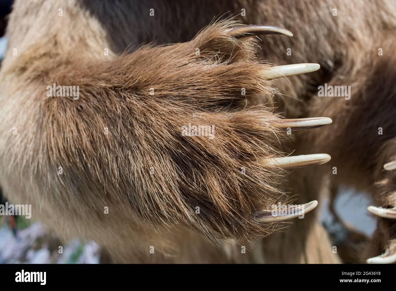 Orso bruno Paw con artigli affilati Foto Stock