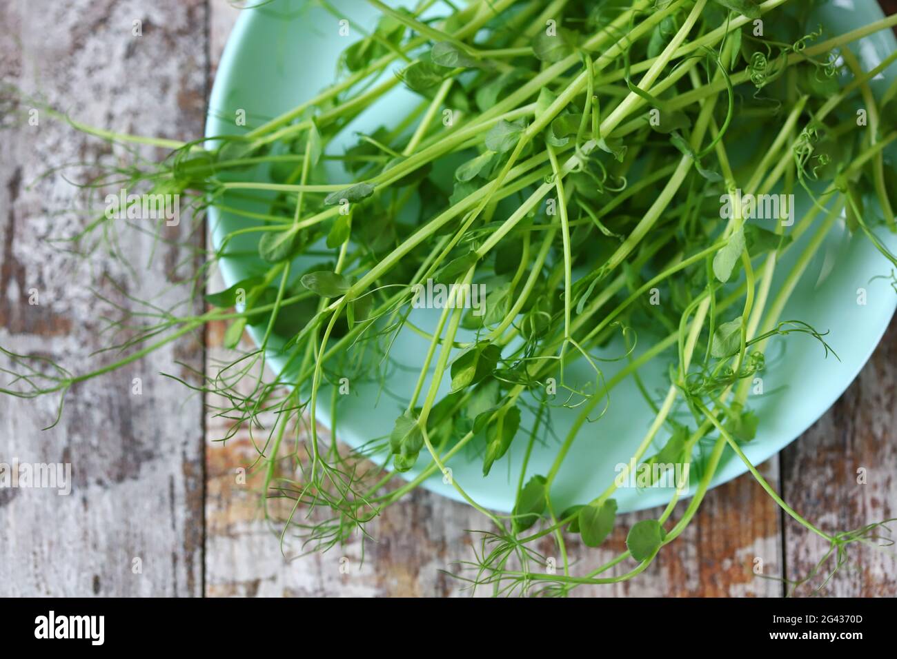 Microgreen su una piastra. Supercalotte. Foto Stock