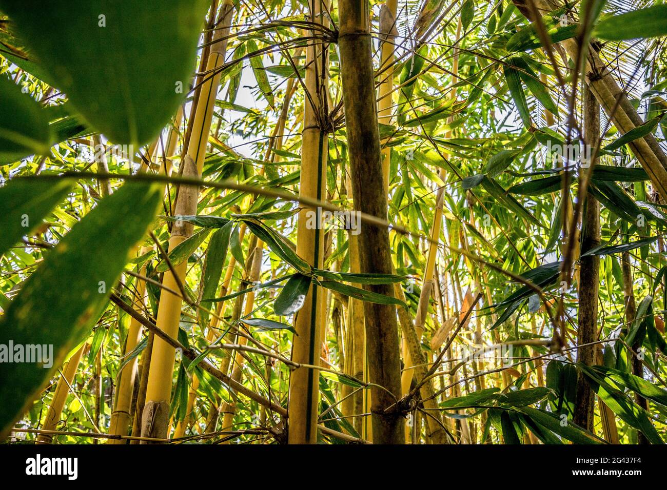 Boschetto di bambù su Malekula, Vanuatu, Sud Pacifico, Oceania Foto Stock