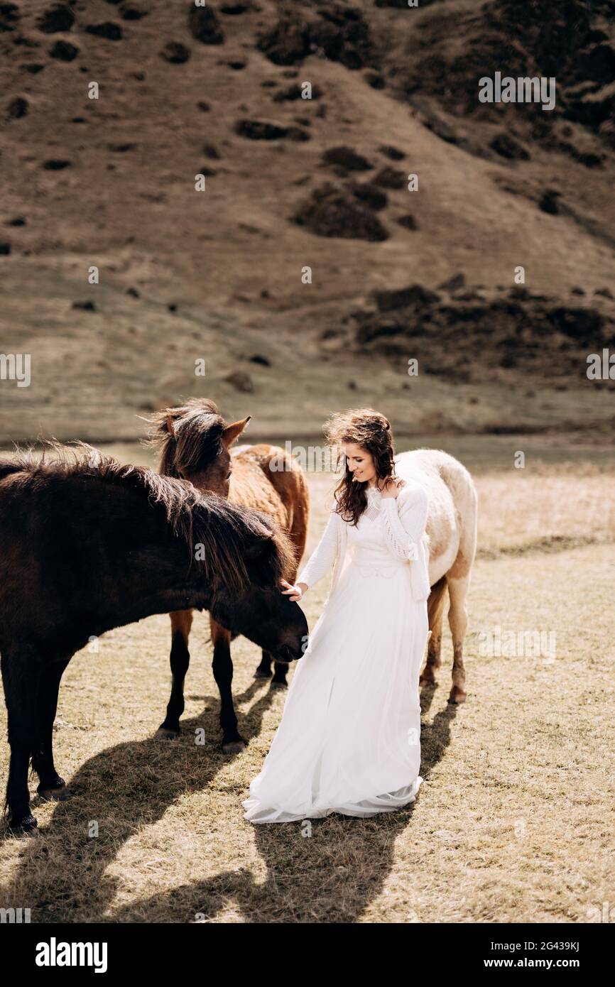 Destinazione Islanda matrimonio sessione fotografica con cavalli islandesi. Una sposa in un vestito bianco cammina tra una mandria di cavalli in un fiel Foto Stock