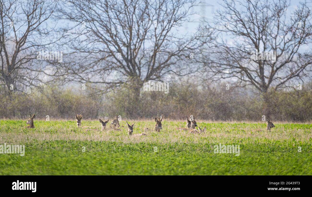 Mandria di cervi che riposano su un prato durante una tempesta di grandine Foto Stock