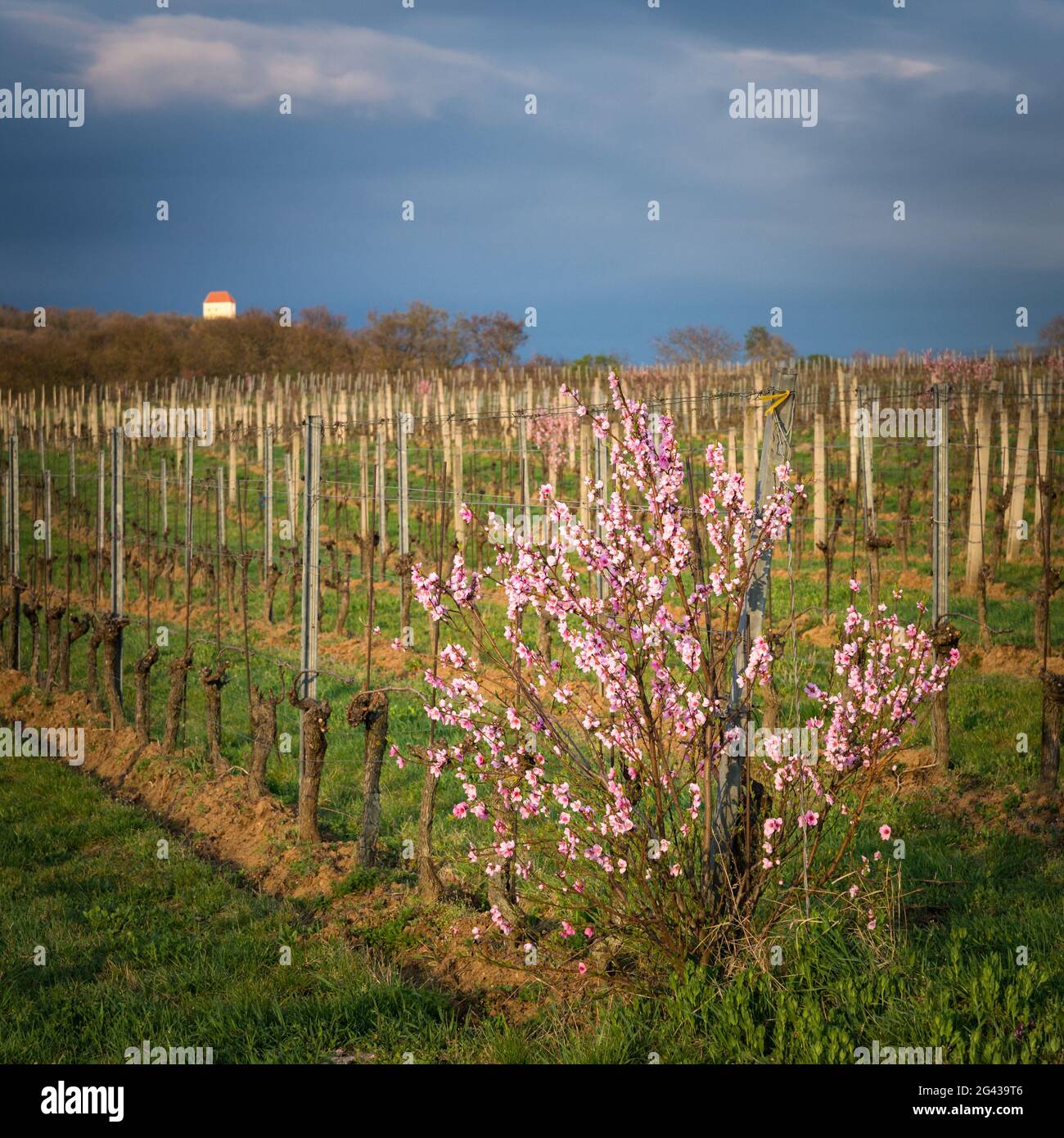 Albicocca fiorente nei vigneti del Burgenland Foto Stock