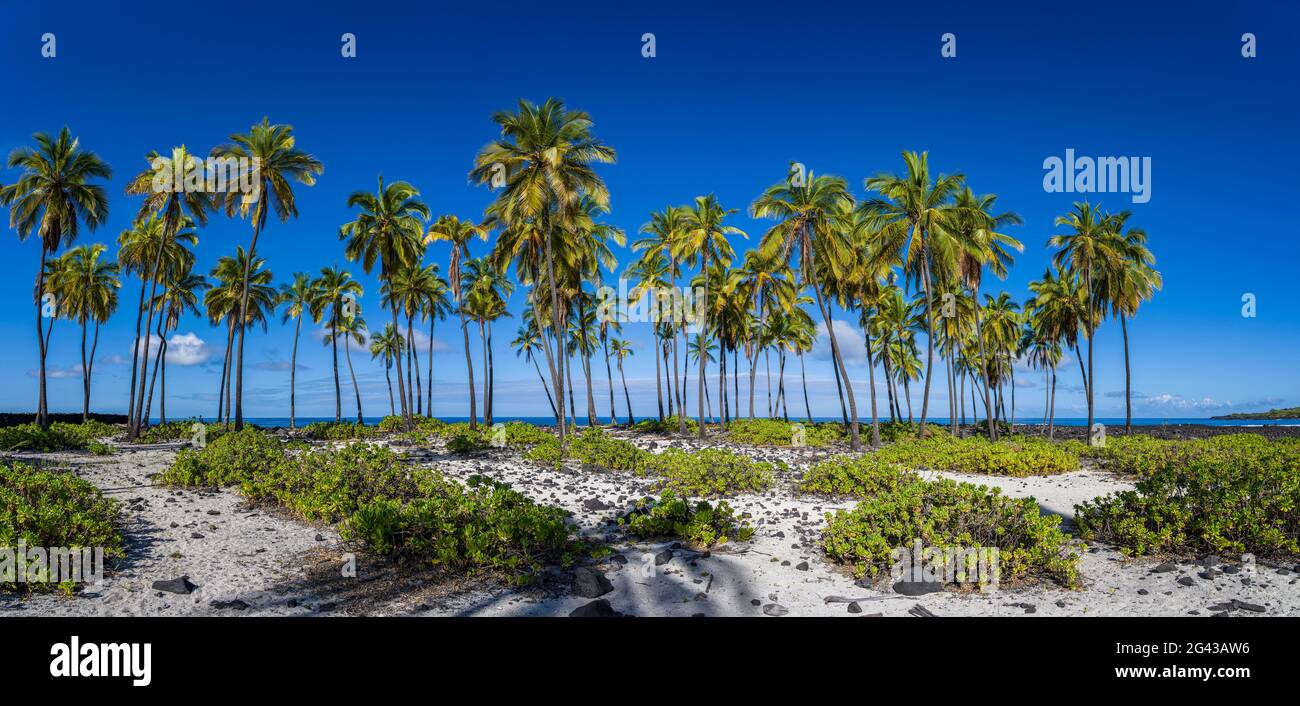 Paesaggio tropicale con palme, Puuhonua o Honaunau National Park, Honaunau, Hawaii, Stati Uniti Foto Stock