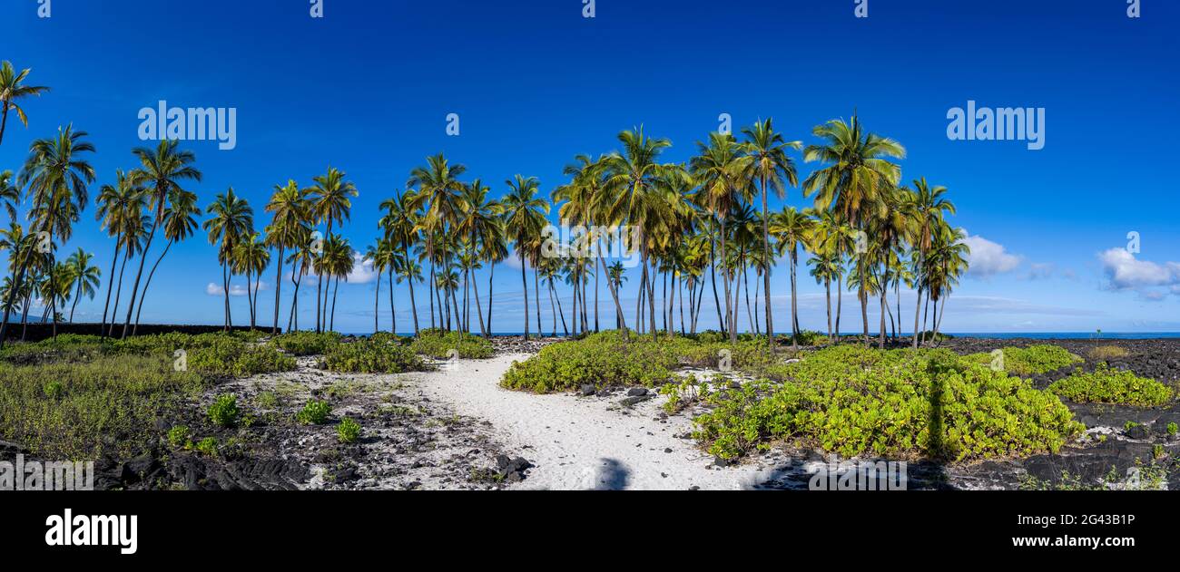 Paesaggio tropicale con palme, Puuhonua o Honaunau National Park, Honaunau, Hawaii, Stati Uniti Foto Stock