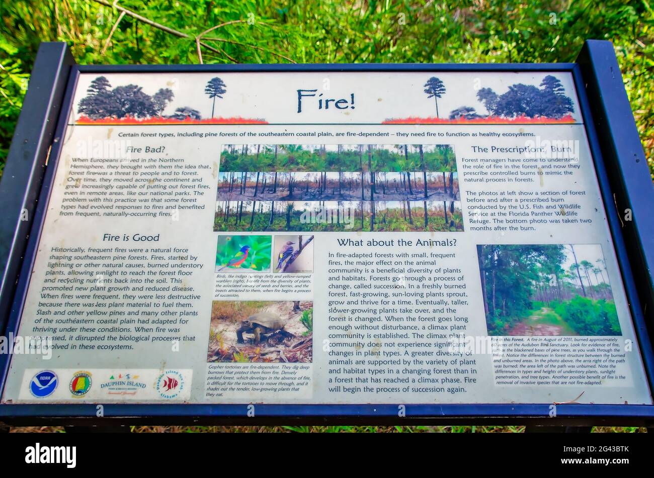 Un'esposizione educativa spiega lo scopo del fuoco in un ecosistema sano all'Audubon Bird Sanctuary, 17 giugno 2021, a Dauphin Island, Alabama. Foto Stock