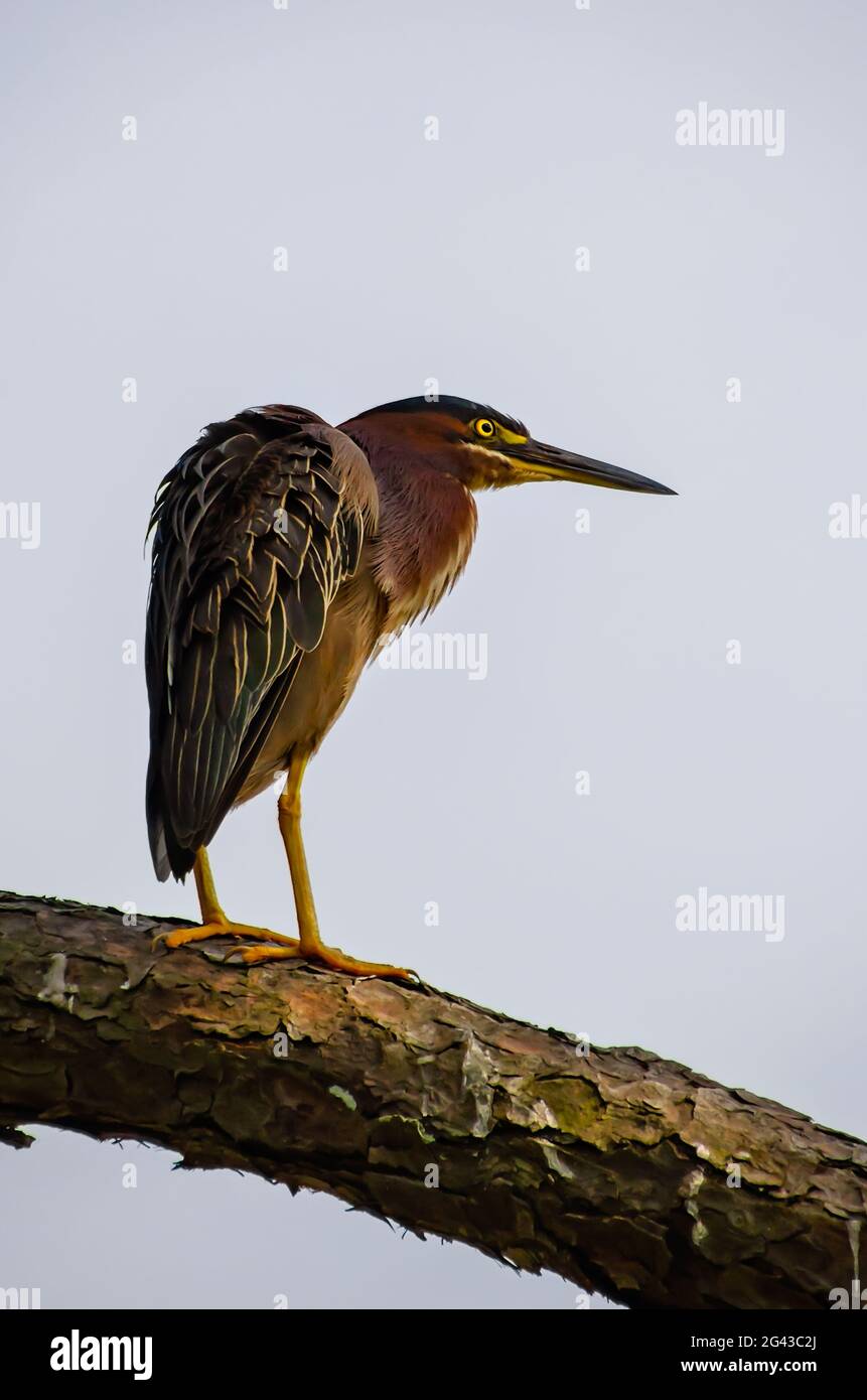 Un airone verde affonderà le sue piume dopo la predificazione al lago Gaillard nel Santuario degli Uccelli di Audubon, 17 giugno 2021, nell'Isola di Dauphin, Alabama. Foto Stock