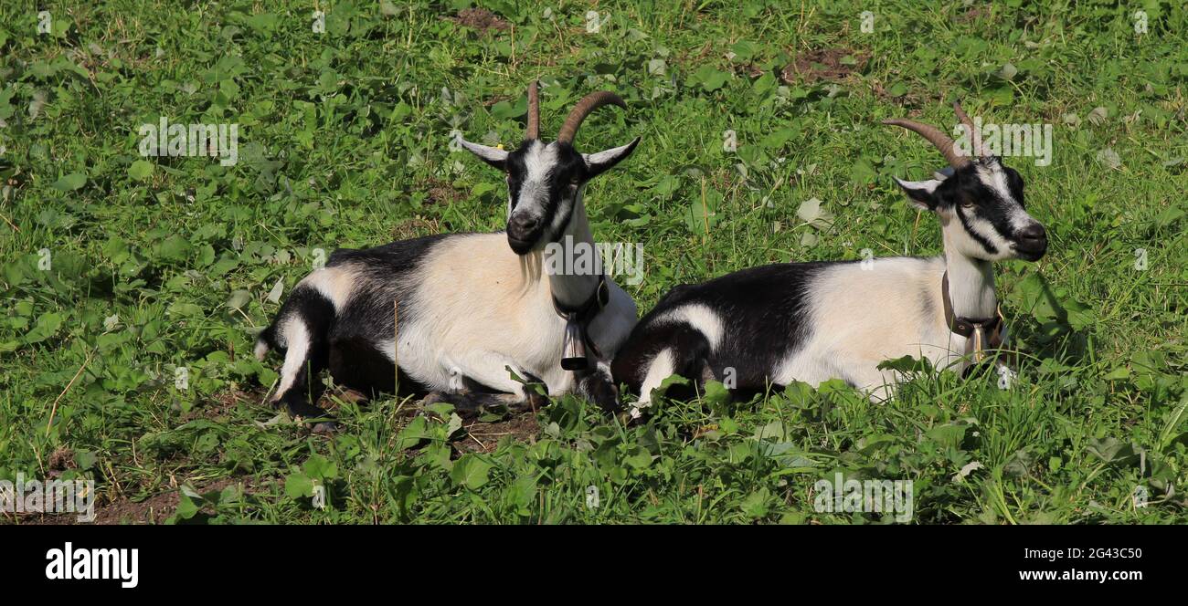 Capre di pavone che giacciono su un prato verde. Foto Stock