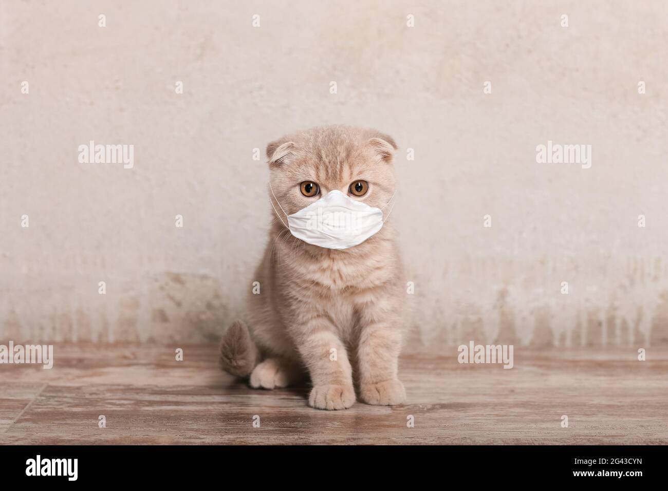 Cat in maschera medica. Coronavirus e rimanere a casa Foto Stock