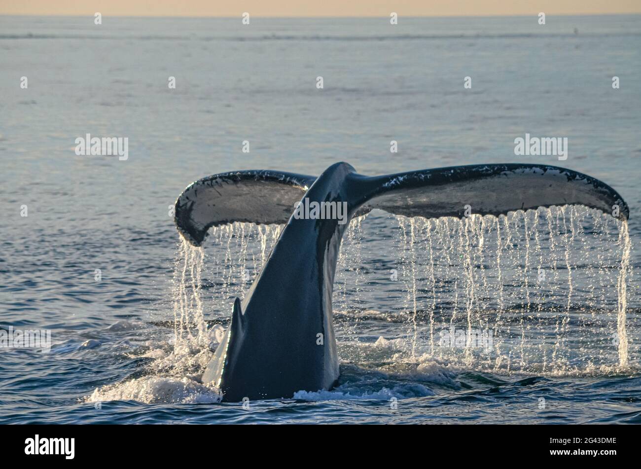 Una balena Humpback (Megaptera novaeangliae) si stacca dall'acqua e i torrenti di gocce d'acqua illuminate dal sole sgocciolano dal suo bordo retroilluminato. Spazio di copia. Foto Stock