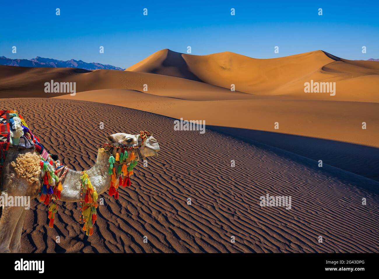 Il cammello è decorato splendidamente Foto Stock