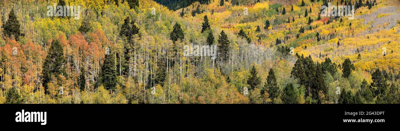 Foresta con alberi di aspen e montagne in autunno, Colorado, Stati Uniti Foto Stock
