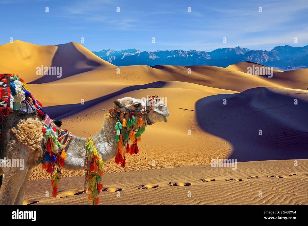 Il cammello è decorato splendidamente Foto Stock