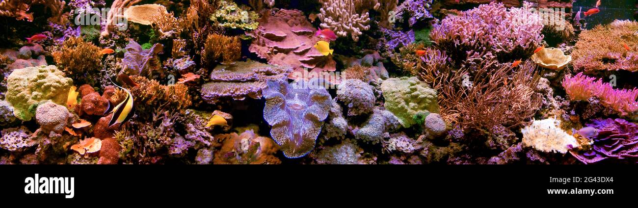 Pesci, pietre e alghe marine in acquario Foto Stock