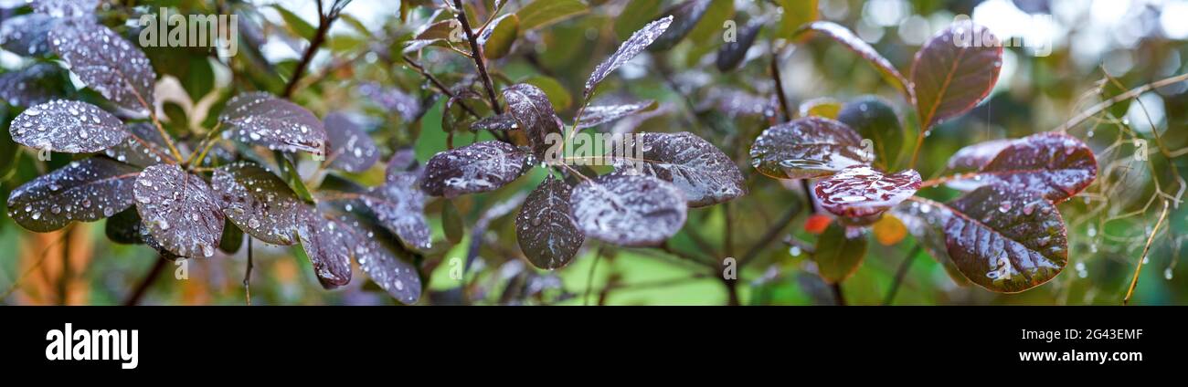 Primo piano di foglie autunnali colorate con gocce di pioggia Foto Stock