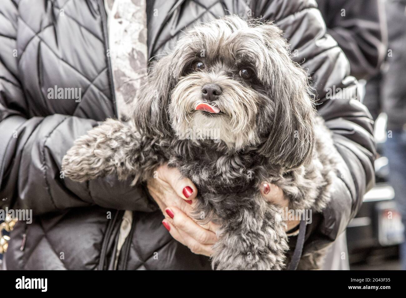 Carino cane piccolo con lingua fuori. Foto Stock