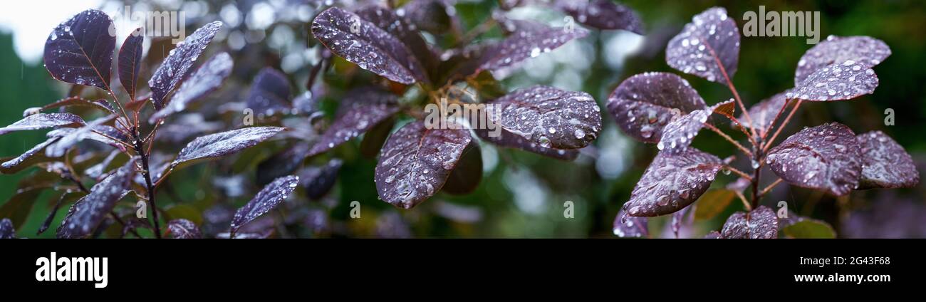 Primo piano di foglie autunnali colorate con gocce di pioggia Foto Stock