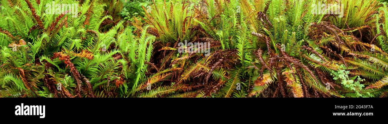 Felci che crescono sul pavimento della foresta, Quinault Rainforest, Washington, Stati Uniti Foto Stock