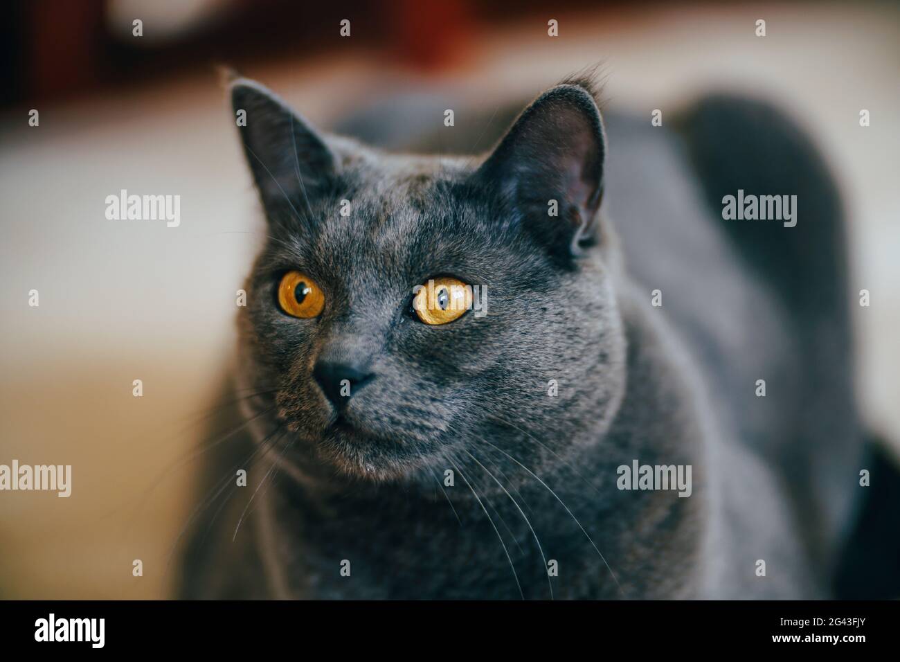 Primo piano del muso di un gatto color frassino purebred uno sfondo sfocato Foto Stock