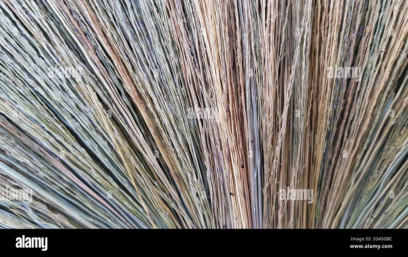 Foto ravvicinata dell'erba marrone per la realizzazione delle scopa Foto Stock