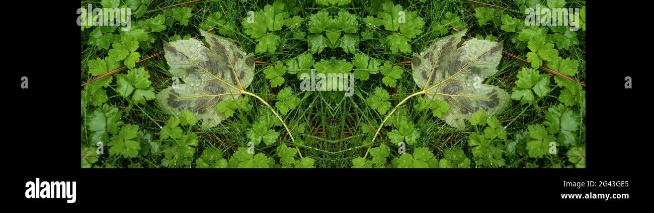 Gocce di pioggia su erba e foglie con effetto specchio Foto Stock