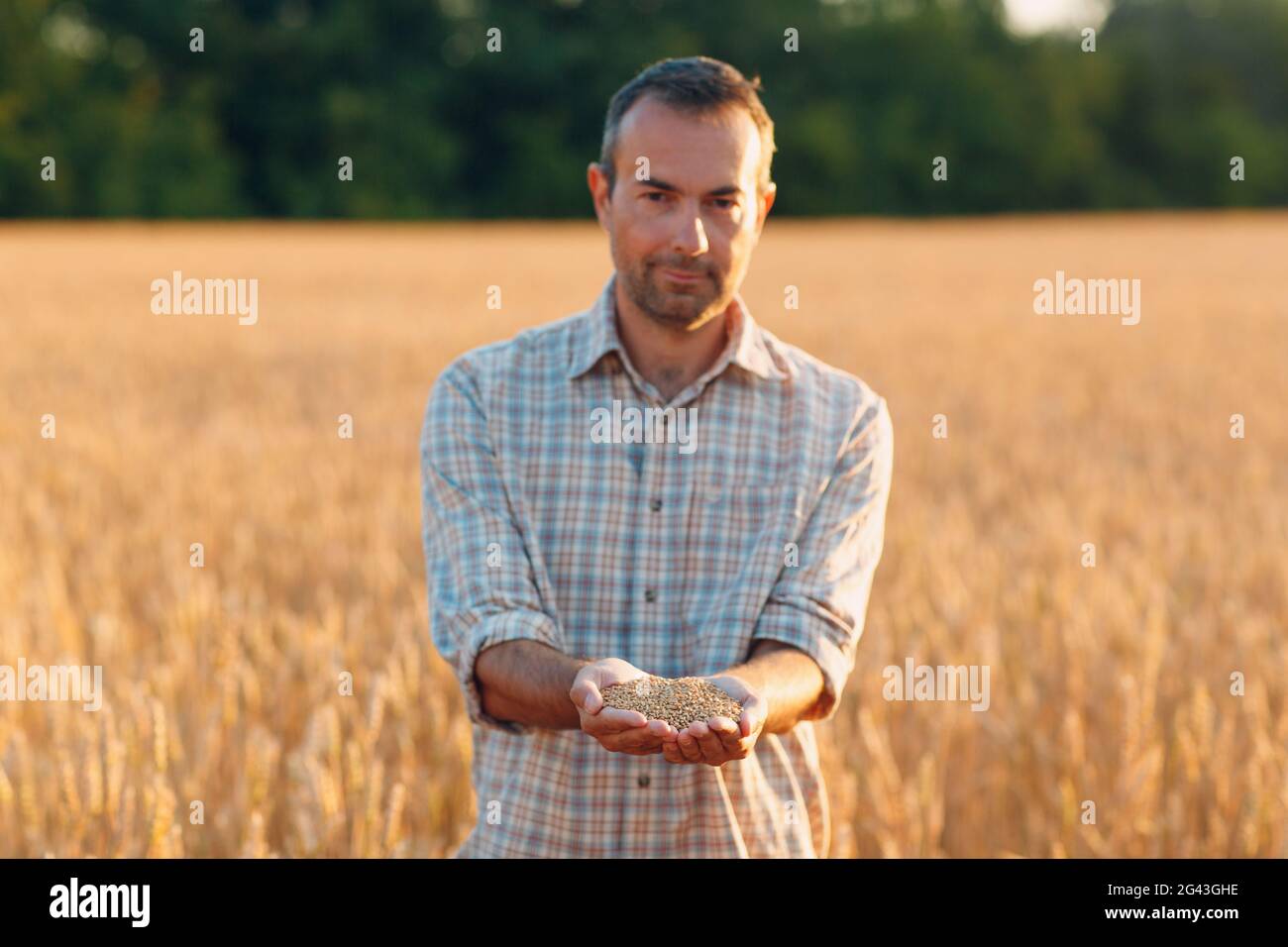 Le mani del coltivatore tengono i semi di grano maturi dopo il raccolto Foto Stock