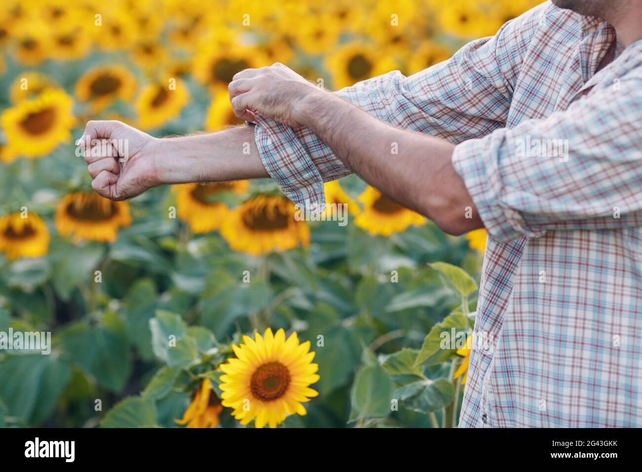 L'uomo contadino arrotola le maniche e si prepara a lavorare in un campo di girasole. Foto Stock