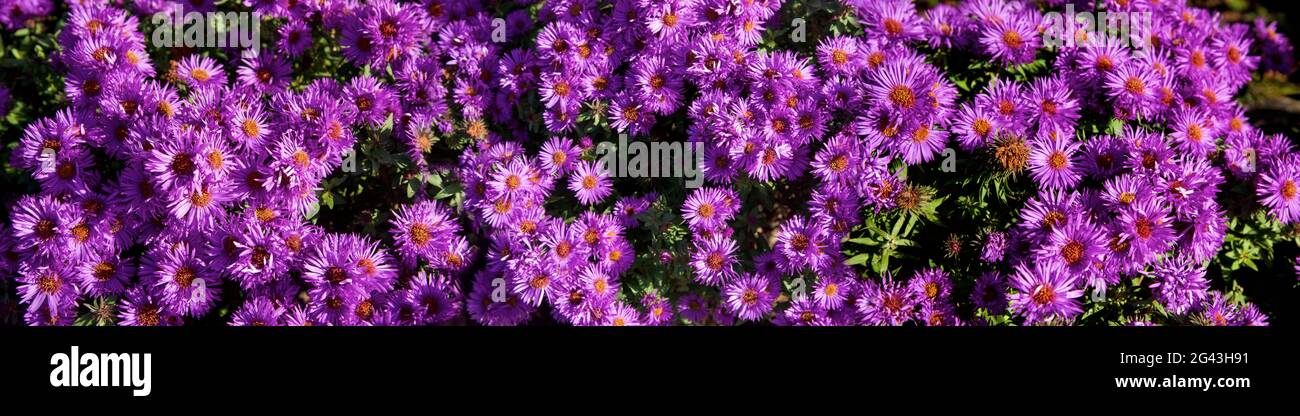 Fotografia di un sacco di margherite viola Foto Stock