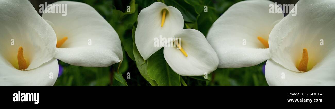 Primo piano di fiori bianchi di calla giglio Foto Stock
