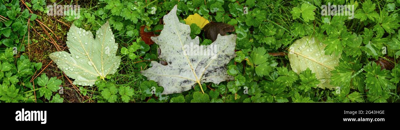 Gocce di pioggia su foglie e erba caduti Foto Stock