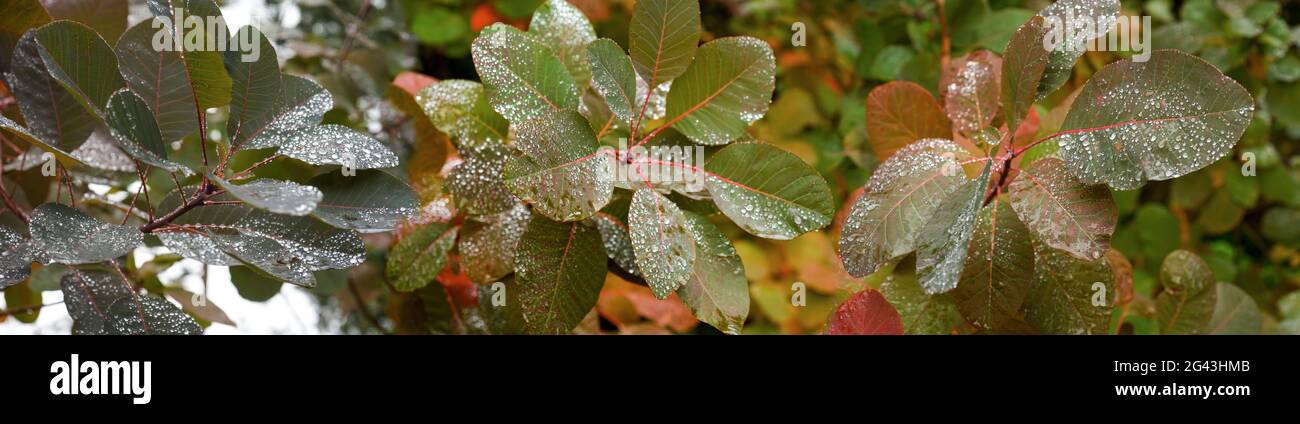 Primo piano di foglie di pianta con gocce di pioggia Foto Stock
