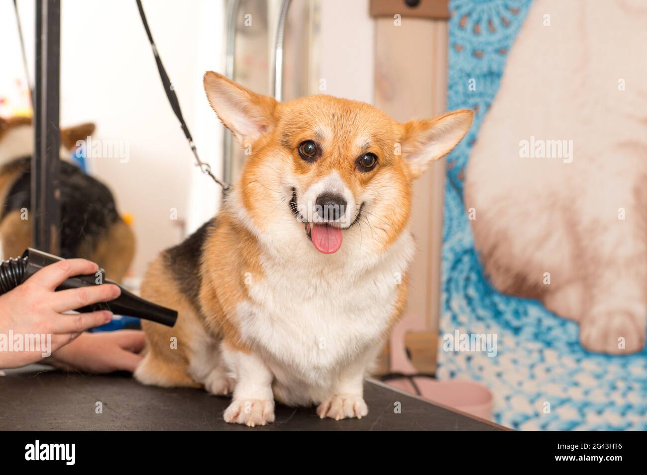 Dog Corgi Drying PET Grooming e concetto di acconciatura. Foto Stock