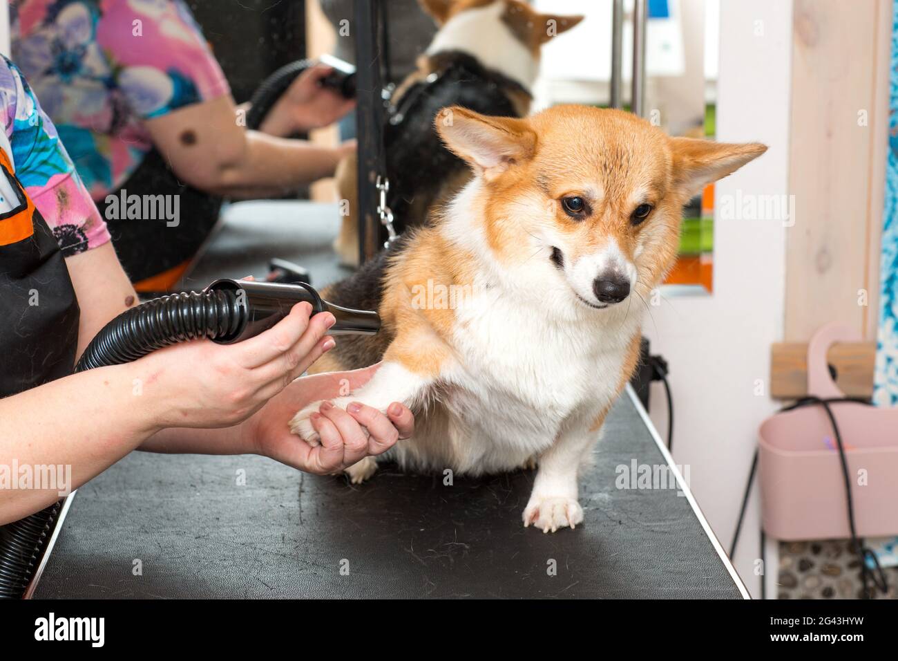 Dog Corgi Drying PET Grooming e concetto di acconciatura. Foto Stock