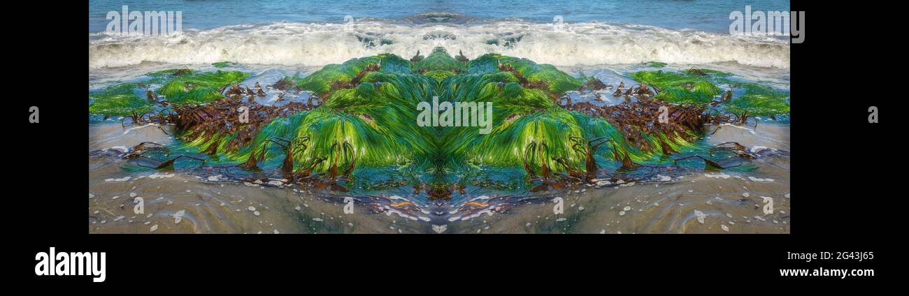 Alghe sulla spiaggia con effetto specchio, Secret Beach, Oregon, Stati Uniti Foto Stock