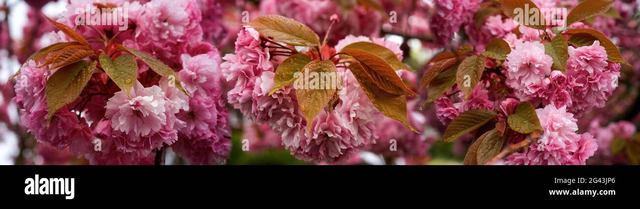 Primo piano di fioritura dei ciliegi rosa in primavera Foto Stock