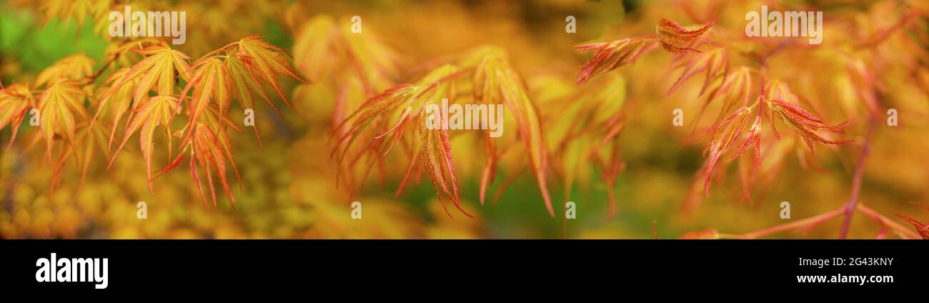 Primo piano di foglie d'acero giapponesi nei colori autunnali Foto Stock