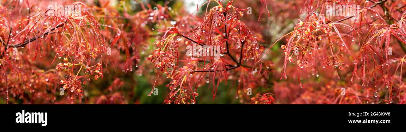 Primo piano di pianta rossa con gocce di pioggia Foto Stock