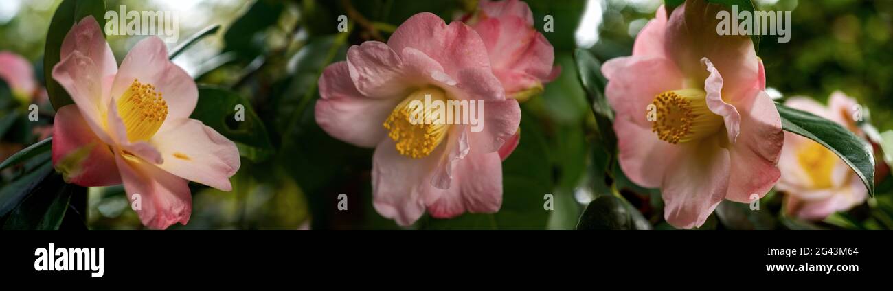 Primo piano di fiori di camelia rosa Foto Stock