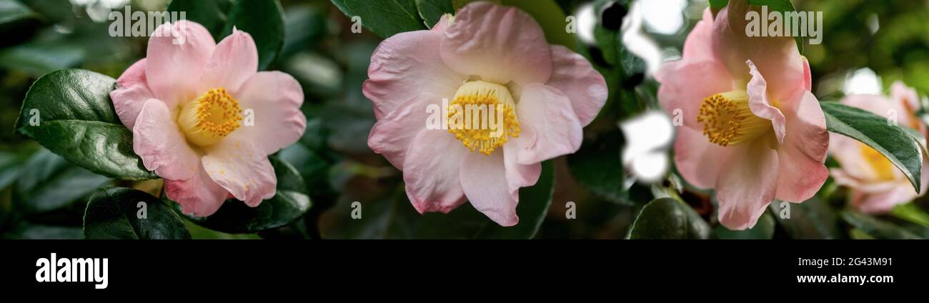 Primo piano di fiori di camelia rosa Foto Stock