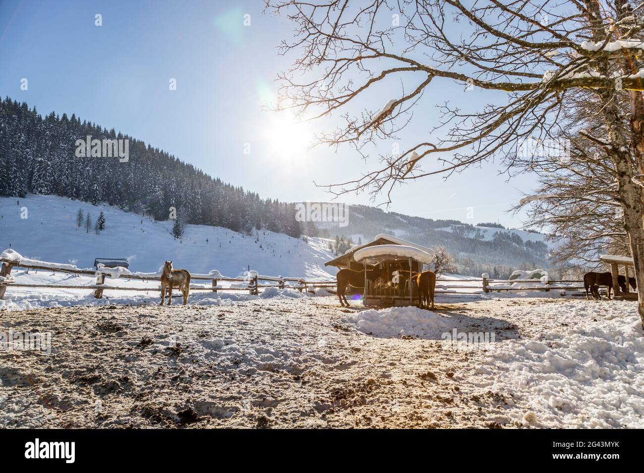 Cavallo bruno in paddock: Scenario idilliaco in inverno Foto Stock