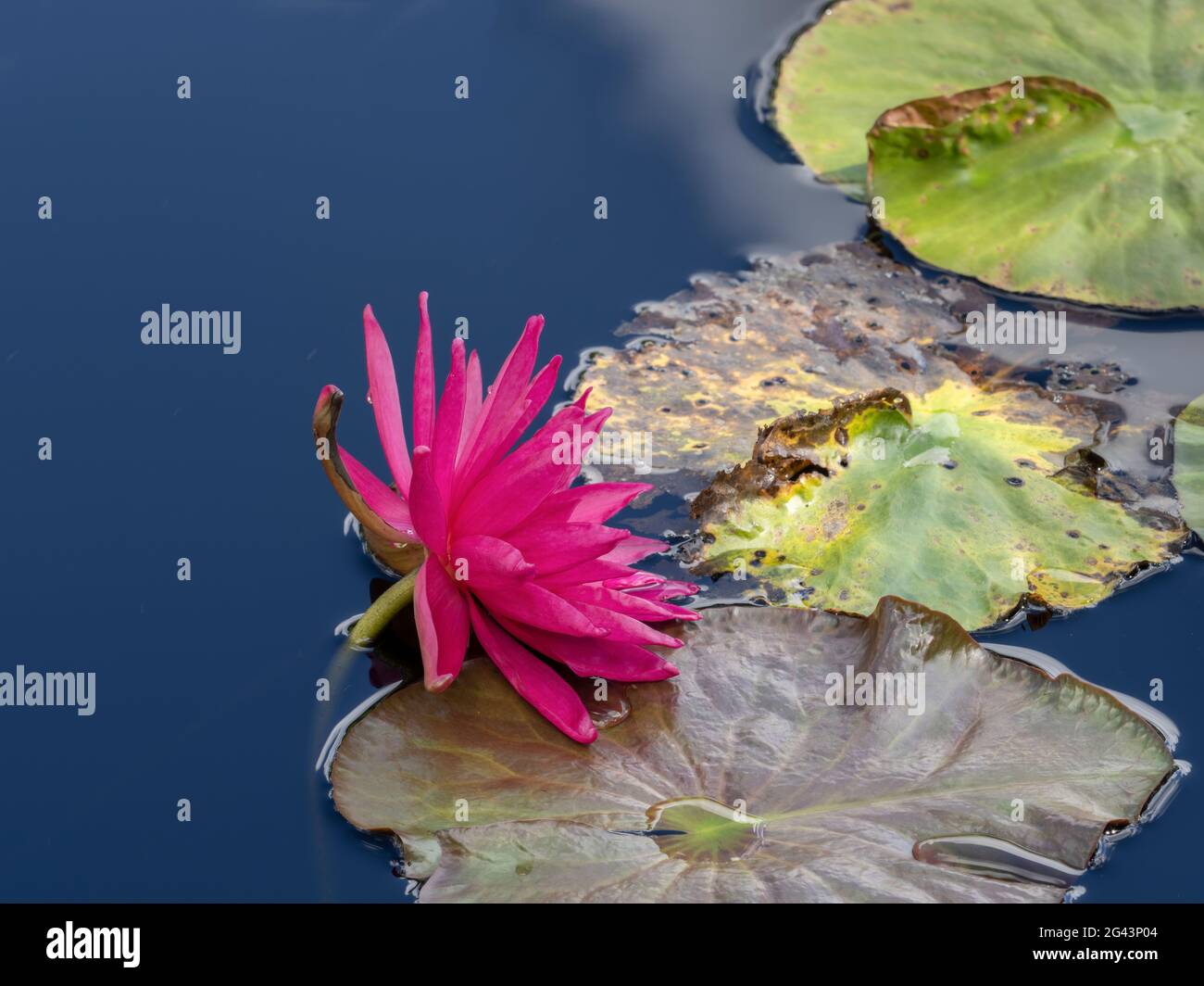 Primo piano del giglio d'acqua rosa (Ninfaeaceae) Foto Stock