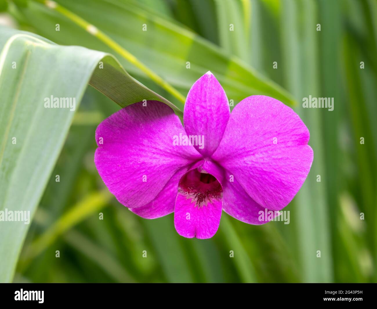 Primo piano di fiore rosa contro l'erba verde Foto Stock