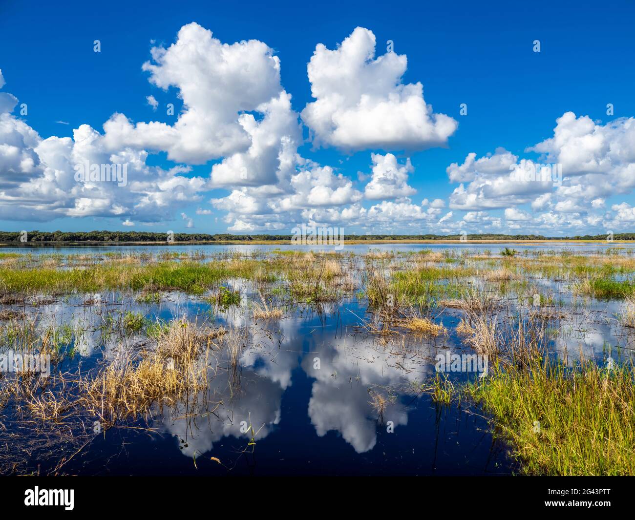 Paesaggio con erba e zone umide, Myakka River state Park, Sarasota, Florida, Stati Uniti Foto Stock