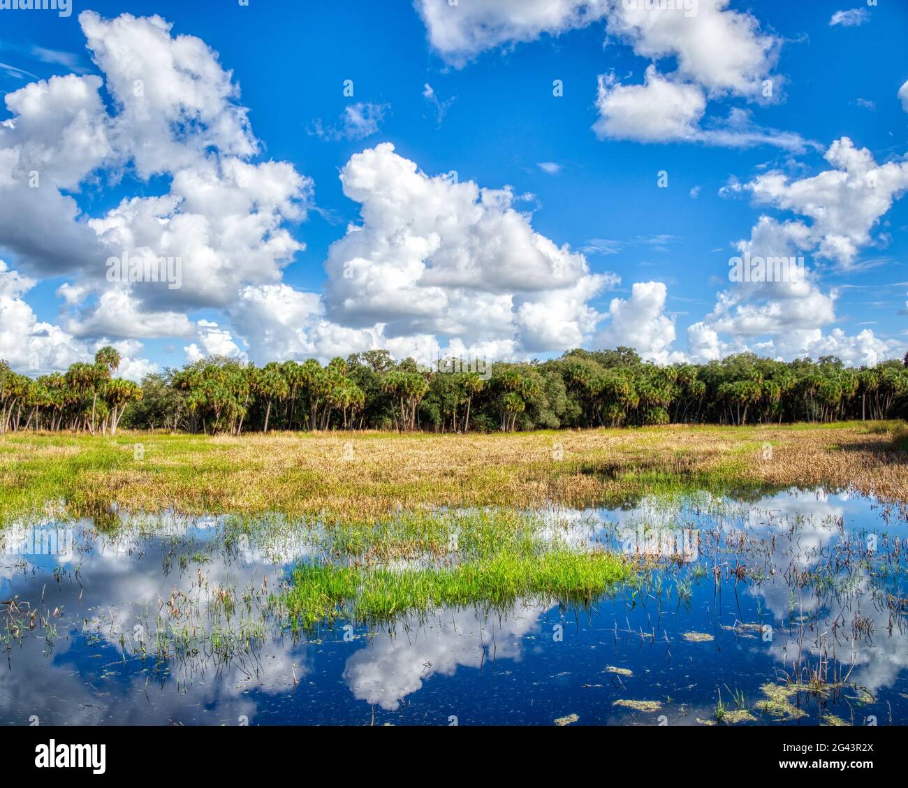 Paesaggio con palme e zone umide, Myakka River state Park, Sarasota, Florida, Stati Uniti Foto Stock