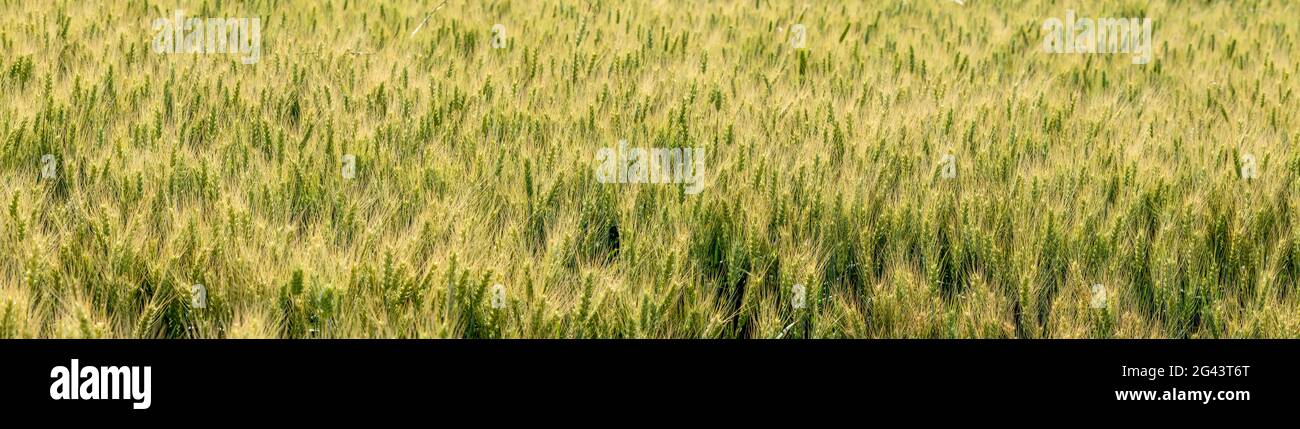 Paesaggio con campo di grano, Whitman County, Washington, Stati Uniti Foto Stock