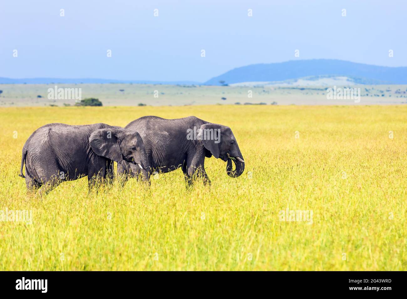 Coppia di elefanti Foto Stock