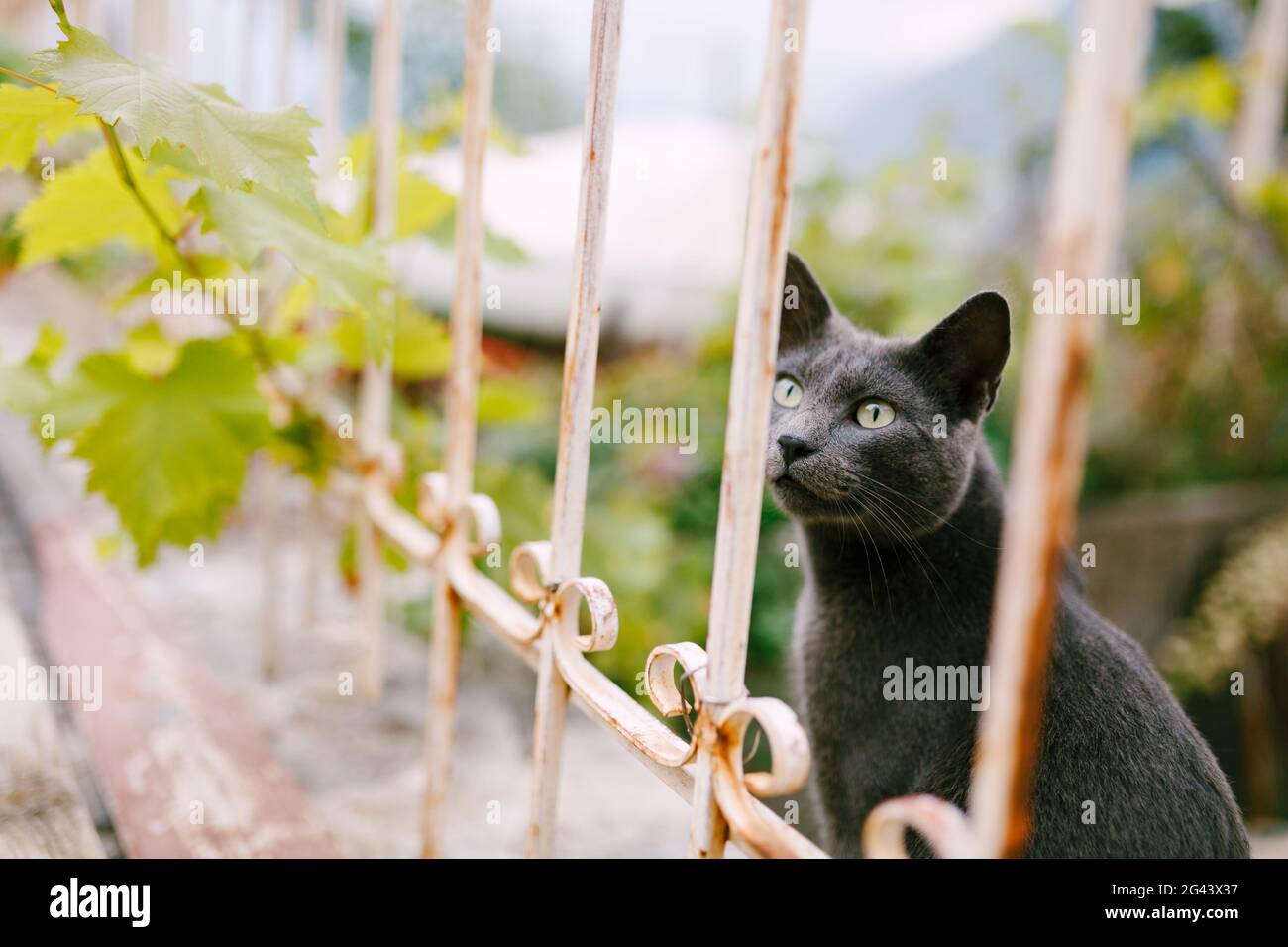 Un gatto di cenere grigio si trova vicino a una recinzione metallica con un ramo d'uva su uno sfondo sfocato. Foto Stock