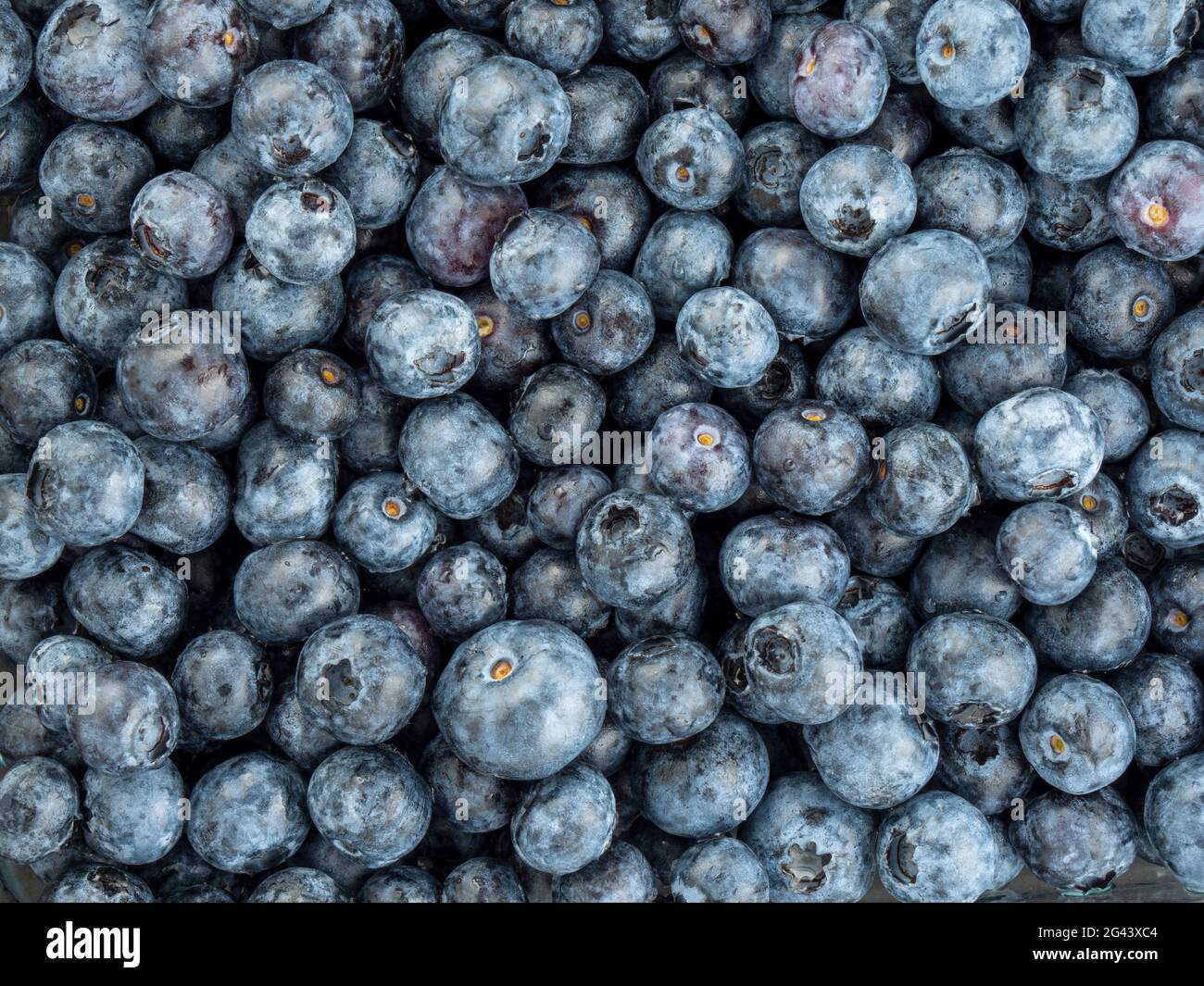 Telaio completo di mirtilli Foto Stock