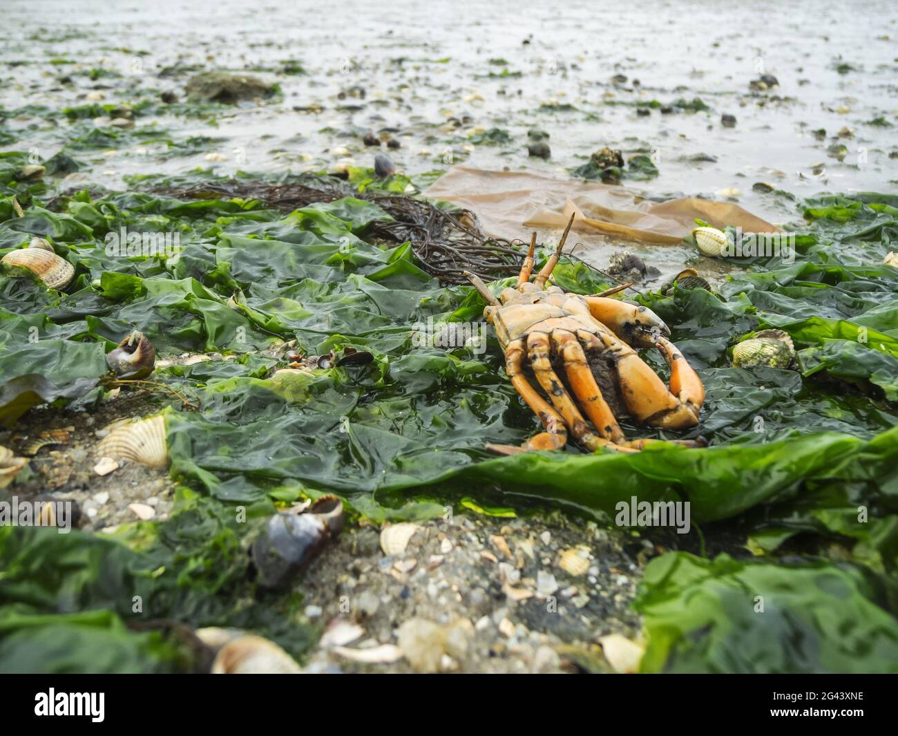 Granchio morto sulla spiaggia del Mare del Nord Foto Stock