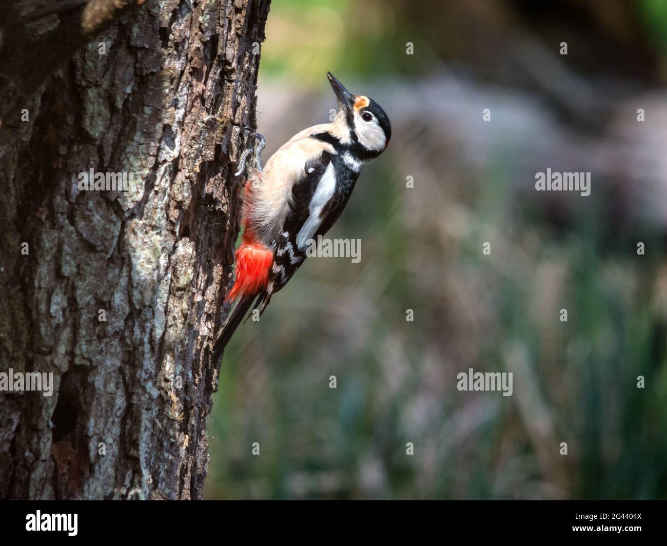 Grande picchio su un tronco d'albero Foto Stock